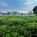Top Licensed Tea Warehouse Operators in Kenya