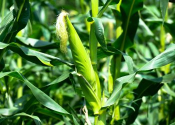 How to Grow and Profit from the Maize Farming in Kenya