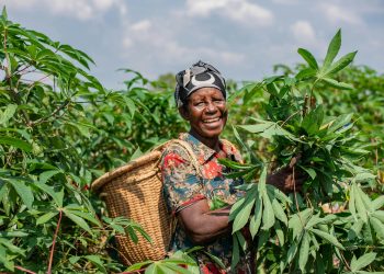 Cassava Farming in Kenya