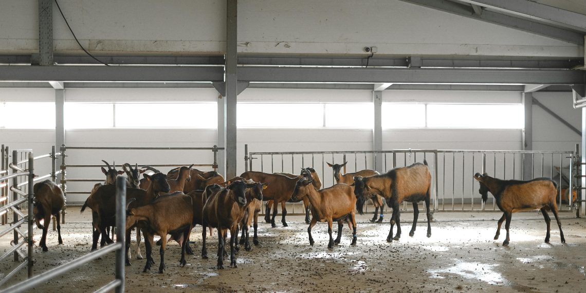 Photo by Anna Shvets: https://www.pexels.com/photo/goats-in-a-barn-5953809/