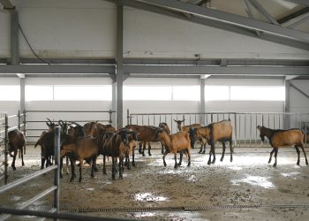 Goat Farming in Kenya: A Profitable Venture for Agripreneurs