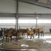 Goat Farming in Kenya: A Profitable Venture for Agripreneurs