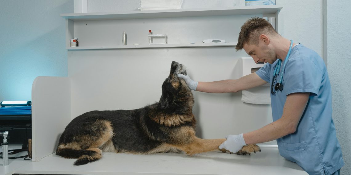 Photo by Tima Miroshnichenko: https://www.pexels.com/photo/man-in-blue-scrub-suit-checking-up-a-dog-6235114/