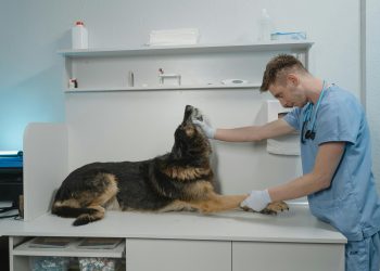 Top Veterinary Clinics in Mombasa: Your Guide to Quality Animal Care