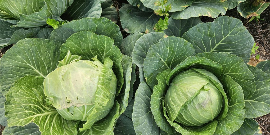 Photo by Zacharie Dusingizimana: https://www.pexels.com/photo/fresh-green-cabbages-in-a-garden-34973888/