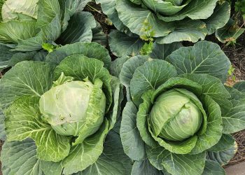 Simple Steps to Cabbage Farming in Kenya for High Yields