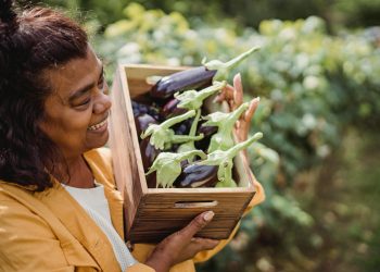 Eggplant Farming in Kenya