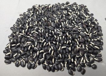 Njahi Farming in Kenya – A Profitable Legume for Small-Scale Farmers