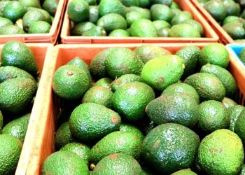 Leading Fruit Exporters in Kenya for Global Markets