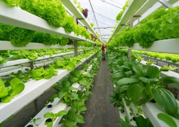 Comprehensive List of Hydroponic Farming Companies in Kenya