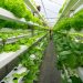 Comprehensive List of Hydroponic Farming Companies in Kenya