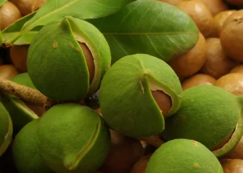 Macadamia Farming in Kenya