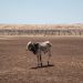 Africa’s Water Challenges Grow as Climate Change Escalates
