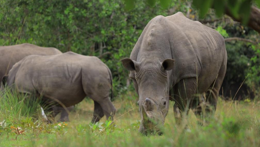 White rhinoceros graze at the Ziwa Rhino Sanctuary which has been acting as a breeding ground for them in Nakasongola District, Uganda, on March 23, 2024. (Photo by Patrick Onen/ Xinhua)