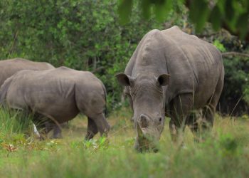 Uganda Reintroduces Rhinos to the Wild After Decades of Absence: A Historic Conservation Milestone