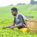 Kenyan tea farmers