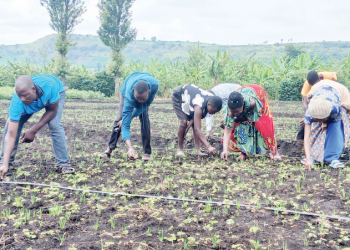 Kafuro Irrigation Scheme Revives Church Ambition to Set Up School and Transforms Farmers’ Lives in Rubirizi