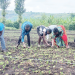 Kafuro Irrigation Scheme Revives Church Ambition to Set Up School and Transforms Farmers’ Lives in Rubirizi