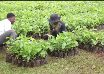Govt Distributes 8,000 Coffee Seedlings to Boost Farmer Incomes in Masaka